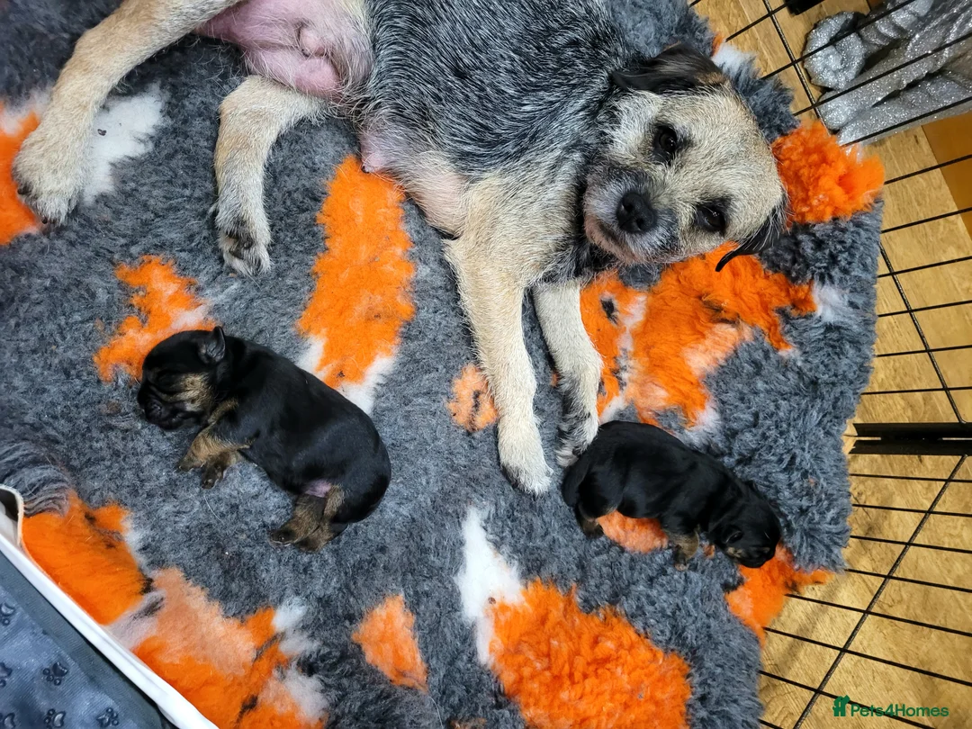Border Terrier dogs for sale: Beautiful Black/Tan Bitch looking for loving home in Swadlincote - Advert 3