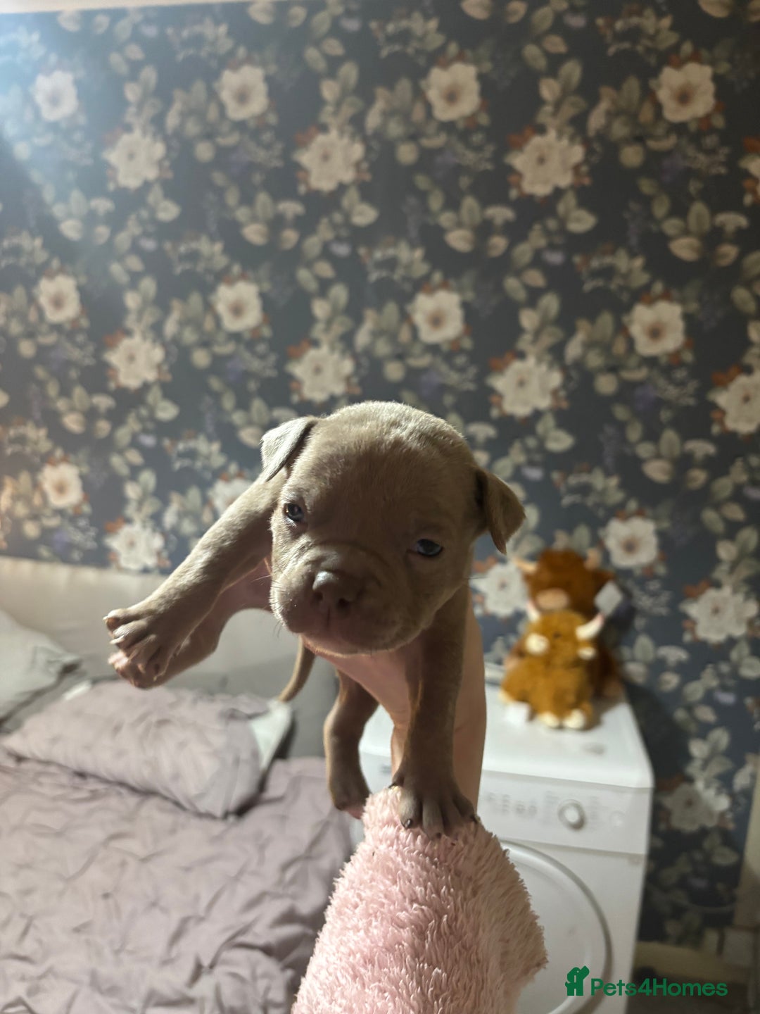 American Bully dogs for sale: Pocket Bully Puppies - Advert 36