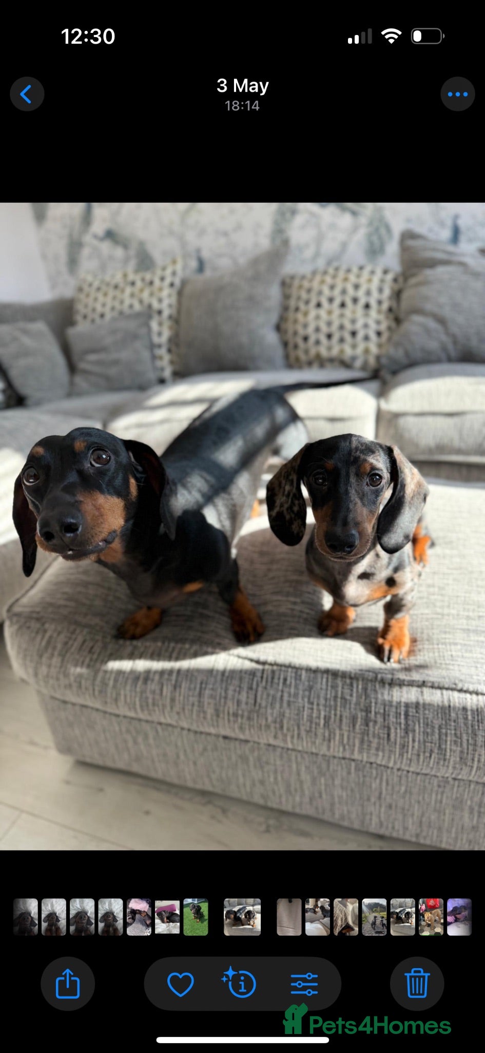 Dachshund dogs 2 beautiful male dachshunds  - Advert 4