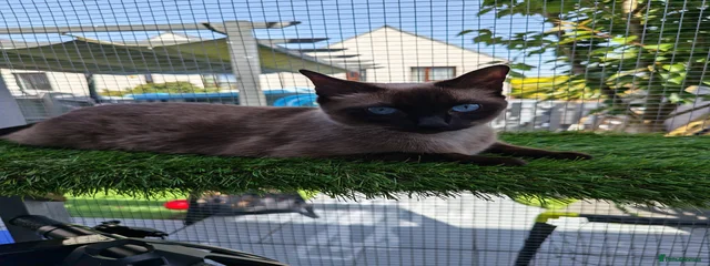 Gucci ragdoll x sphynx 