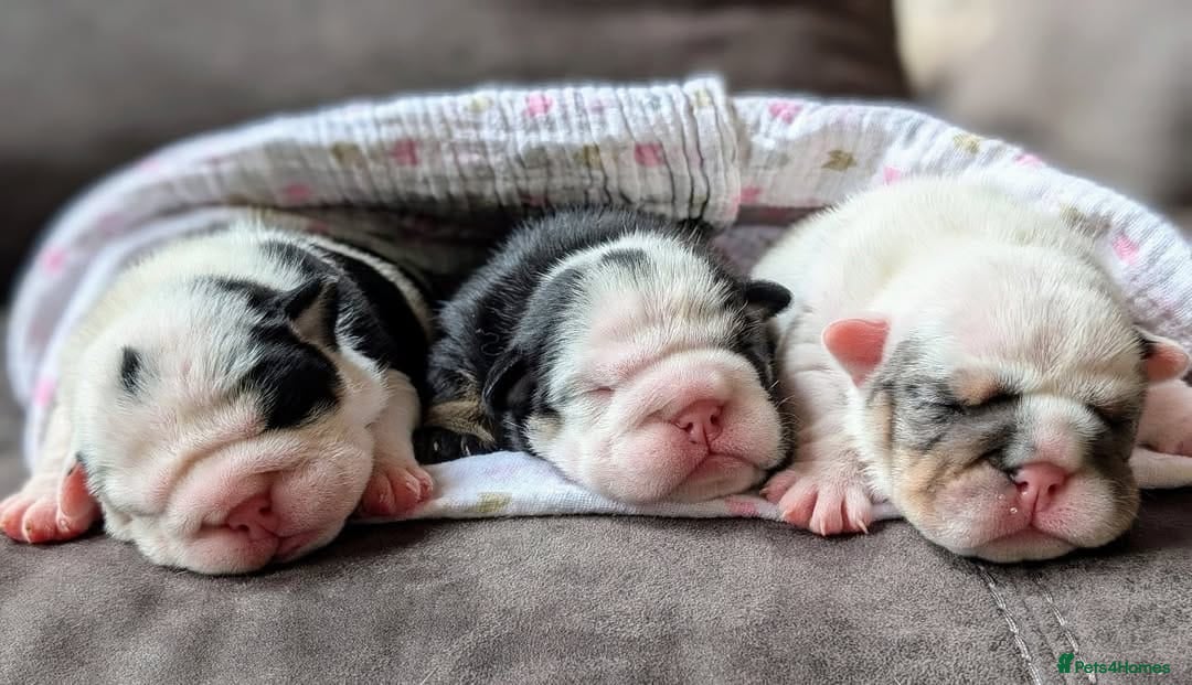 English Bulldog dogs for sale: 🐶❤️ Beautiful Bulldog Pups 7 Weeks Old 🐾🏡 - Image 2
