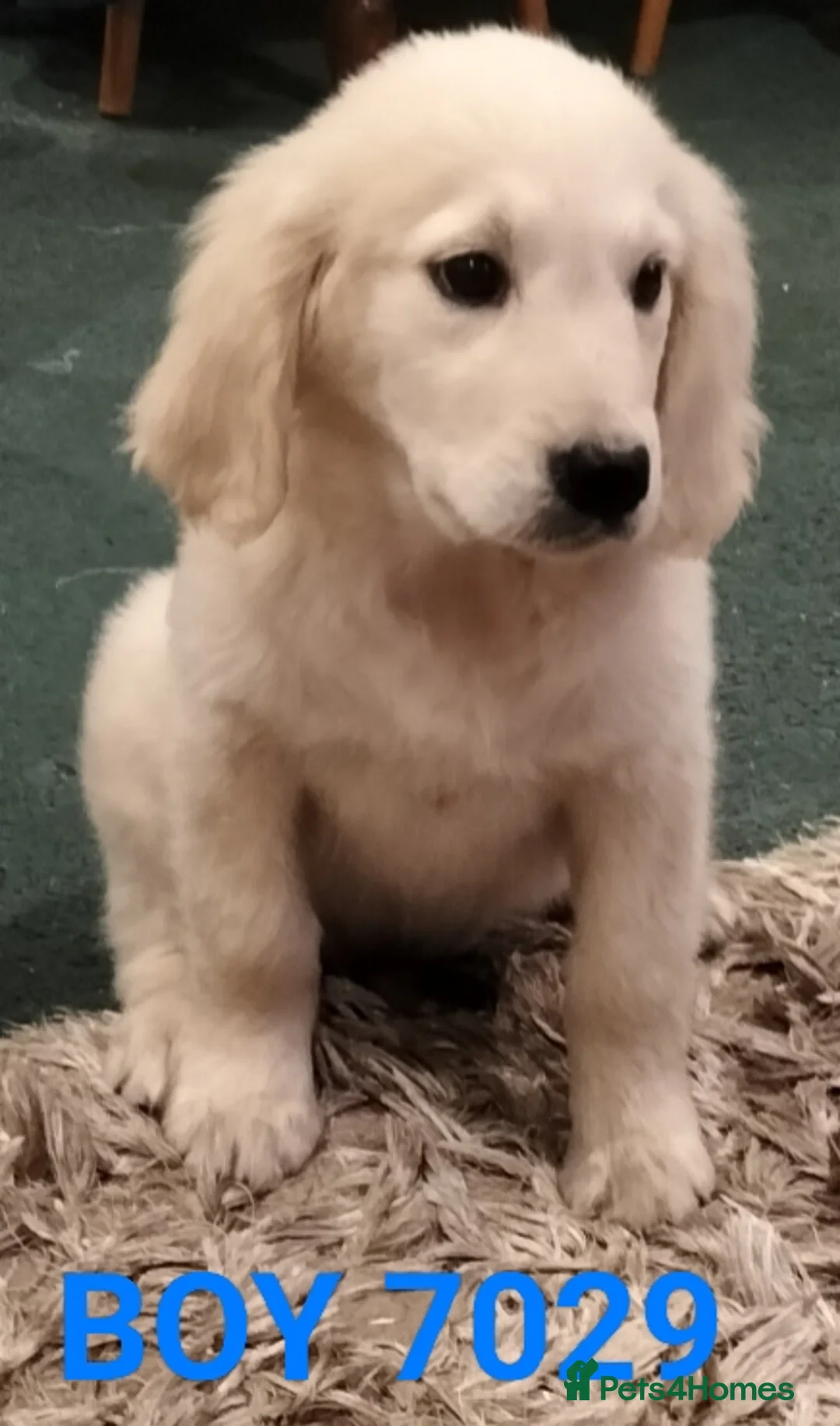 Golden Retriever dogs for sale: GOLDEN RETRIEVER PUPS - Advert 4