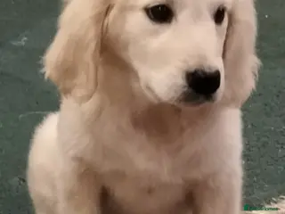 Golden Retriever dogs GOLDEN RETRIEVER PUPS - Advert 4