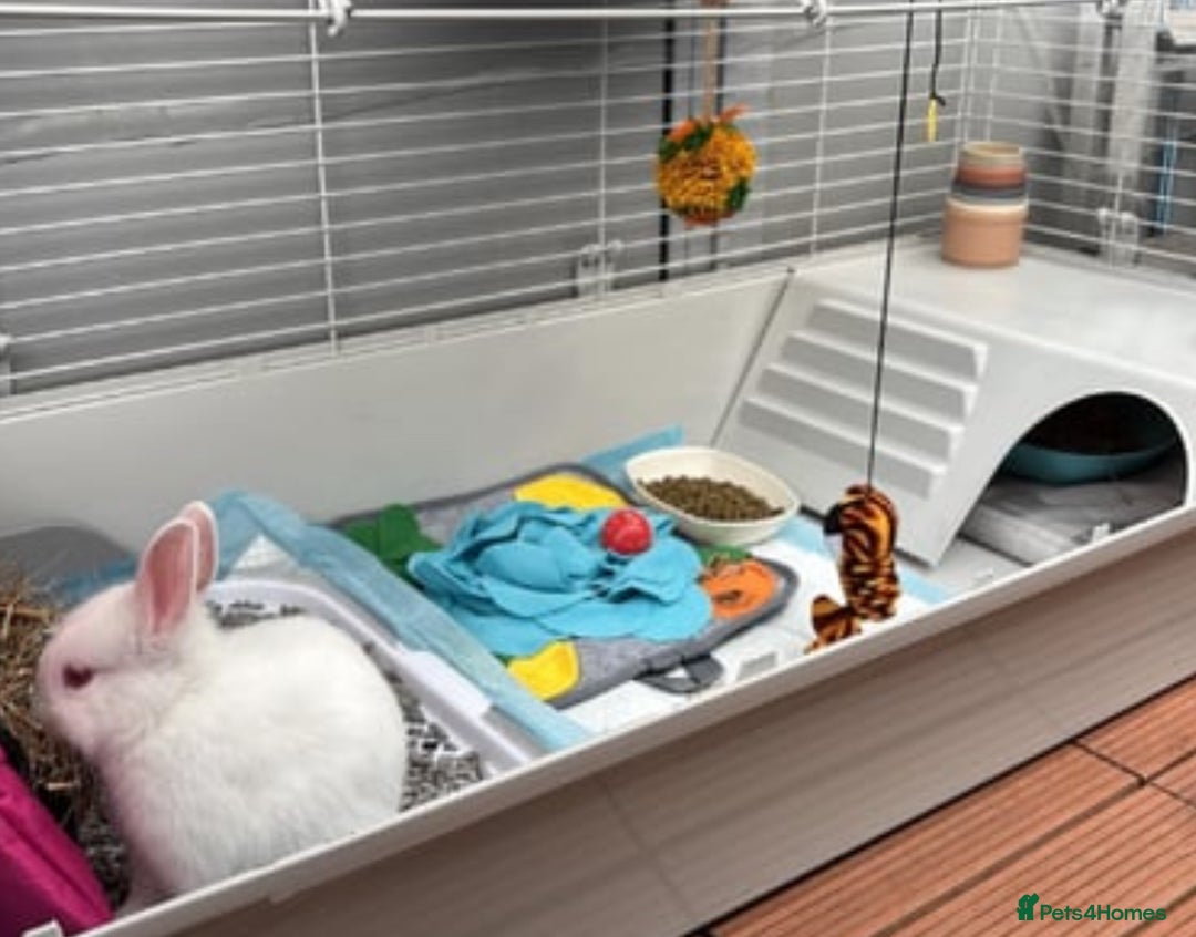 Netherland Dwarf rabbits for sale: adorable male bunny for sale with accessories! - Image 4