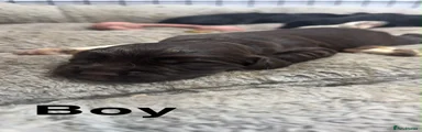 Sprocker 1
