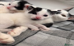 Mixed Breed cats for sale: Kittens available for sale with heterochromia - Image 12