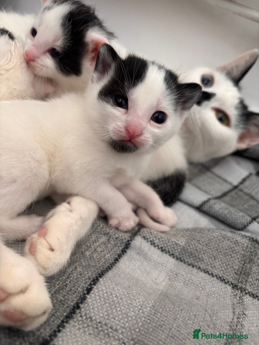 Mixed Breed cats for sale: Kittens available for sale with heterochromia - Image 12