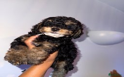 Cavapoo dogs for sale: Miniature cavapoos  - Image 5