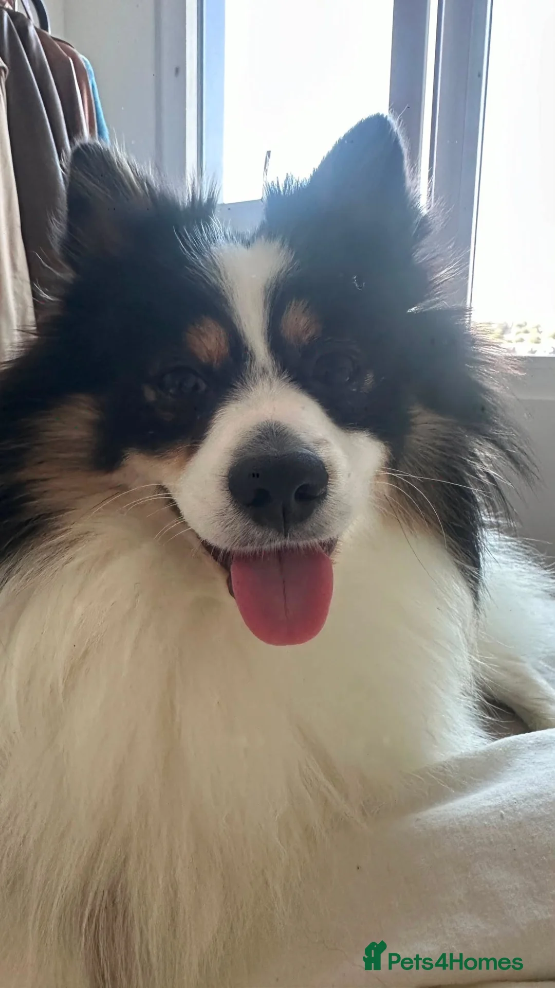 Pomeranian dogs for sale: Beautiful Panda Pomeranian  - Advert 1