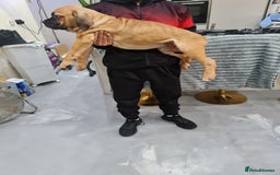 Cane Corso dogs for sale: Cane Corso Puppies in Wolverhampton - Image 14