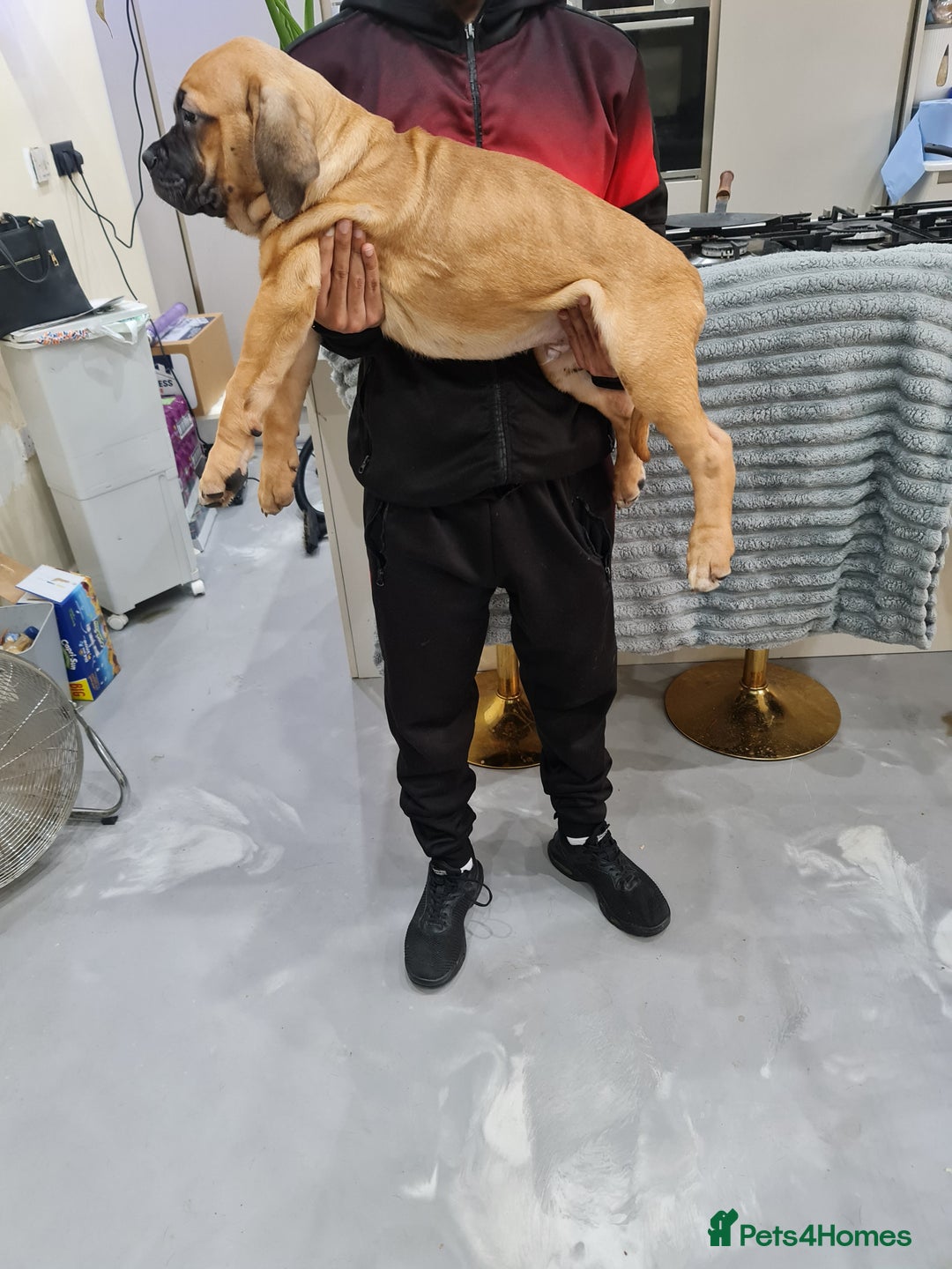 Cane Corso dogs for sale: Cane Corso Puppies in Wolverhampton - Image 14