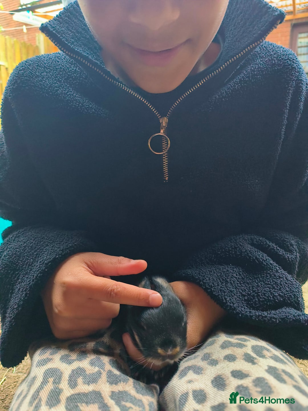 Mixed Breed rabbits for sale: Adorable Baby Bunnies Looking for Loving Homes 🐇 - Image 9