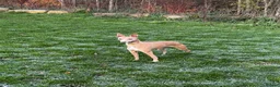 Whippet dogs for sale: Whippet pups for sale x5 boys x1 Girl - Advert 1