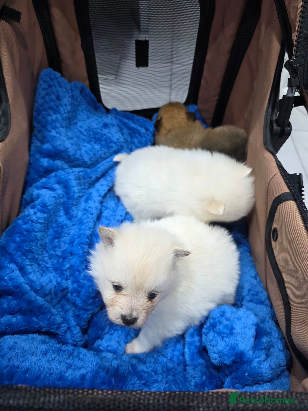 Pomeranian dogs for sale: Fluff balls so cute active pom pups - Advert 7
