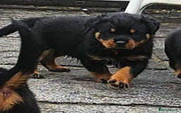 Rottweiler dogs for sale: Rottweiler puppies - Image 12