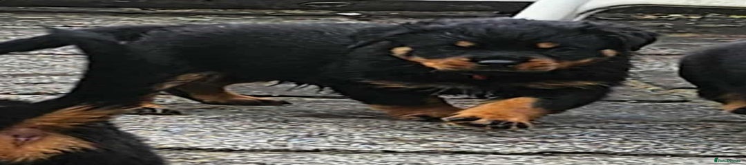 Rottweiler Puppy 4