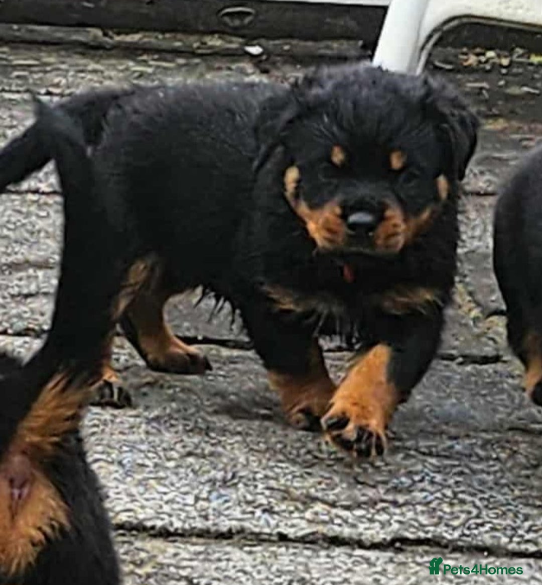 Rottweiler dogs for sale: Rottweiler puppies - Image 12