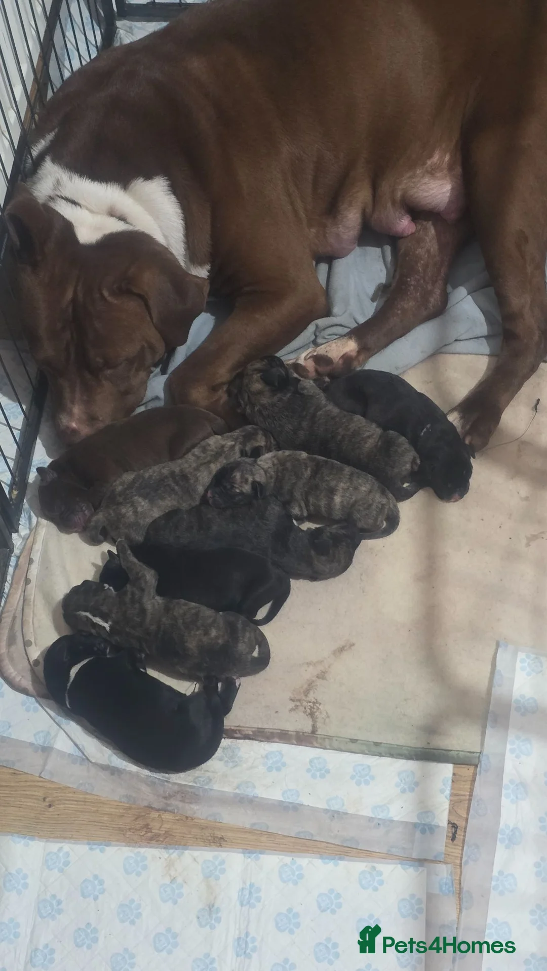Mixed Breed dogs for sale: Pressa canario x American p bully pups  - Advert 2