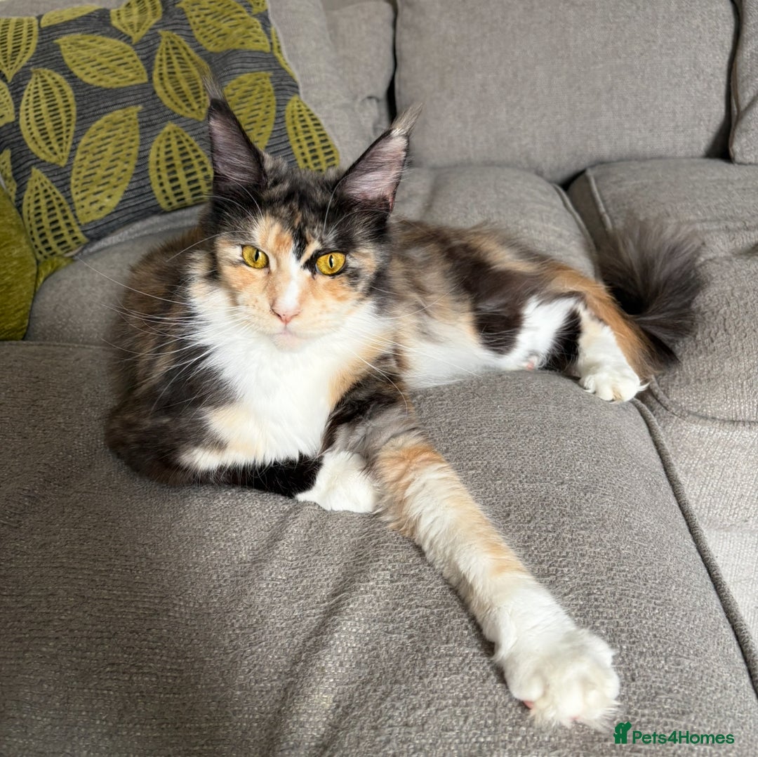 Maine Coon cats for sale: Gorgeous TICA female Maine coon - Image 3