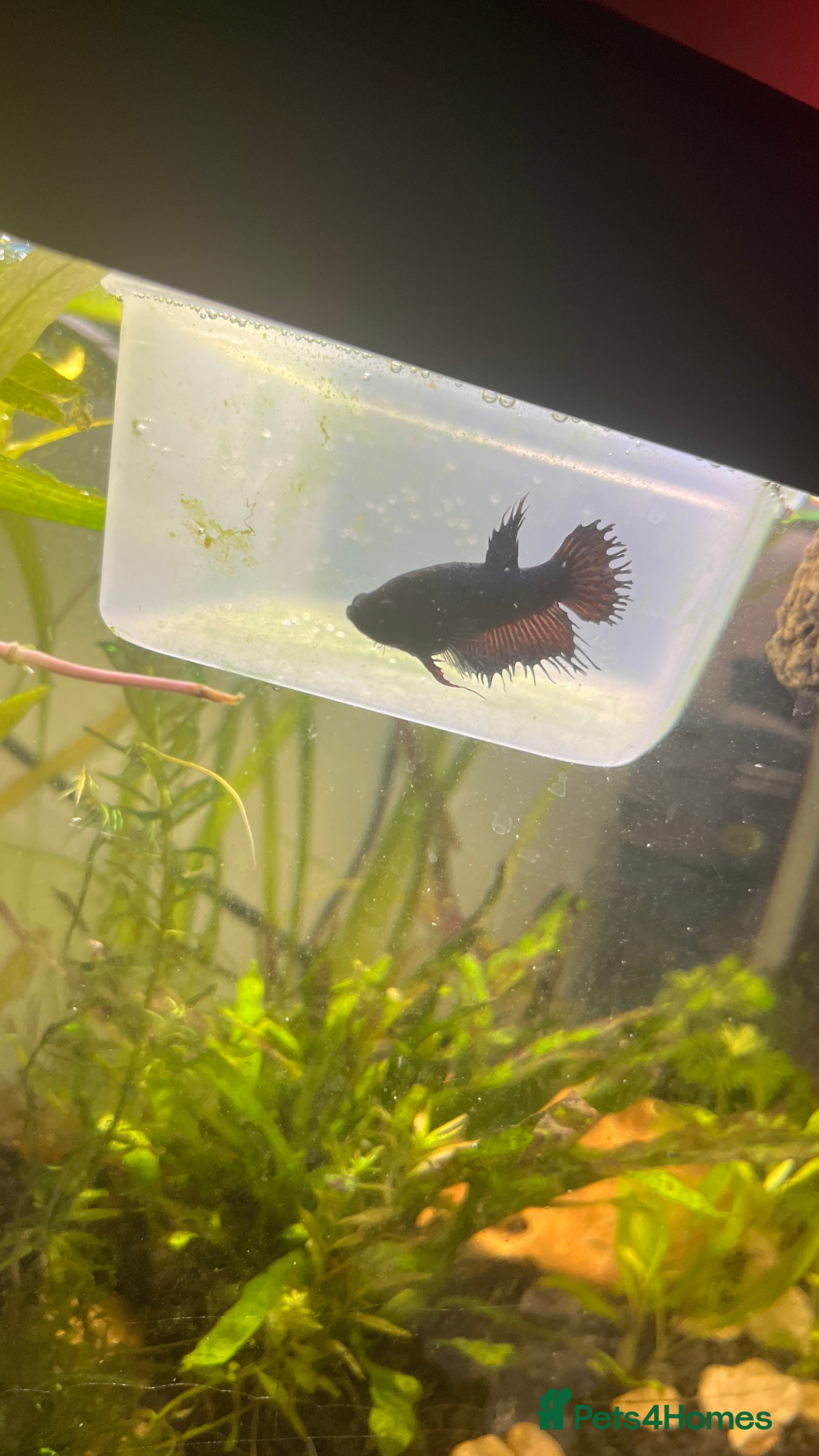 Bettas fish Female Betta fish looking for a new home  - Advert 4