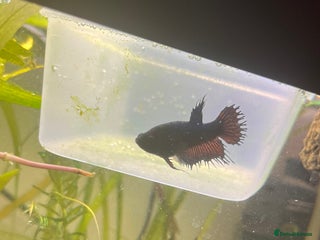 Bettas fish Female Betta fish looking for a new home - Advert 4