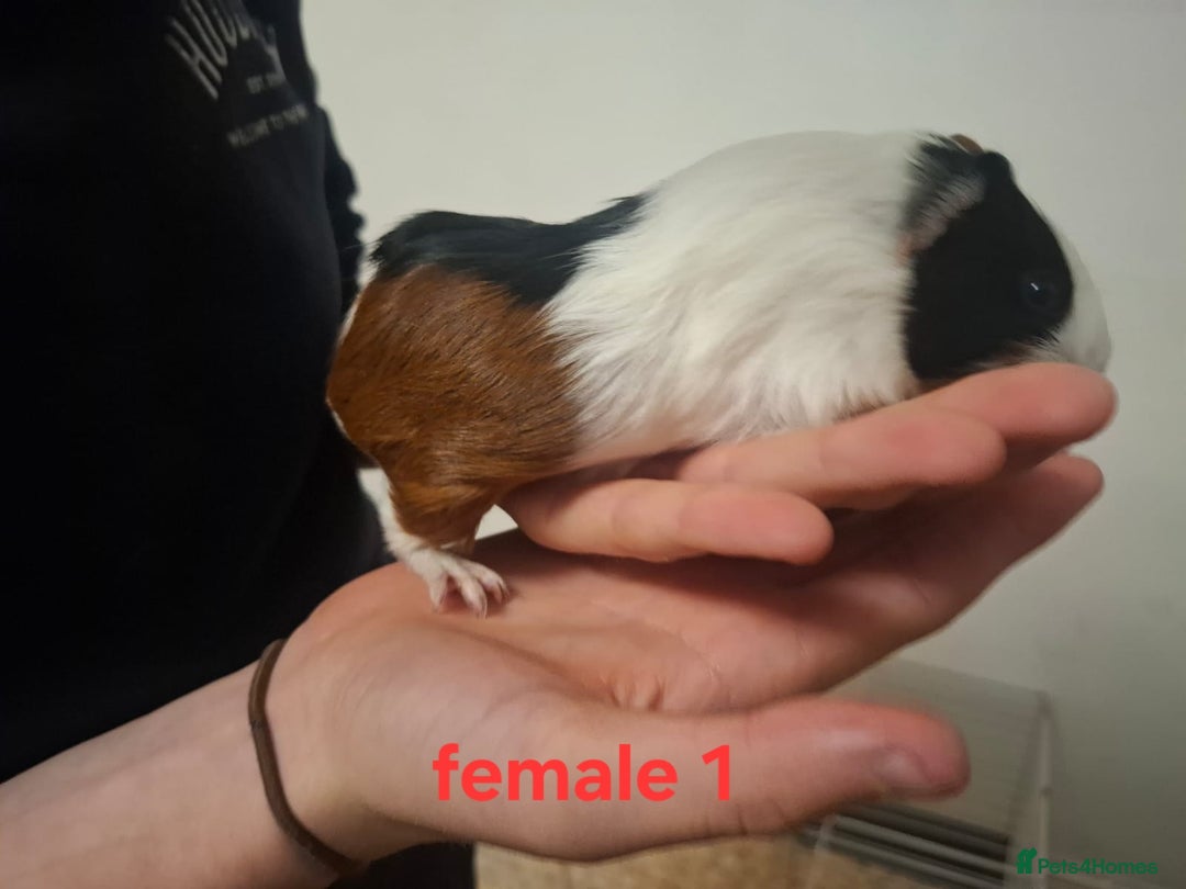 Guinea Pig rodents for sale: 13 guinea pigs mixed breed - Advert 3