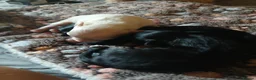 Chipoo dogs for sale: Chipoo pups for sale  - Advert 24