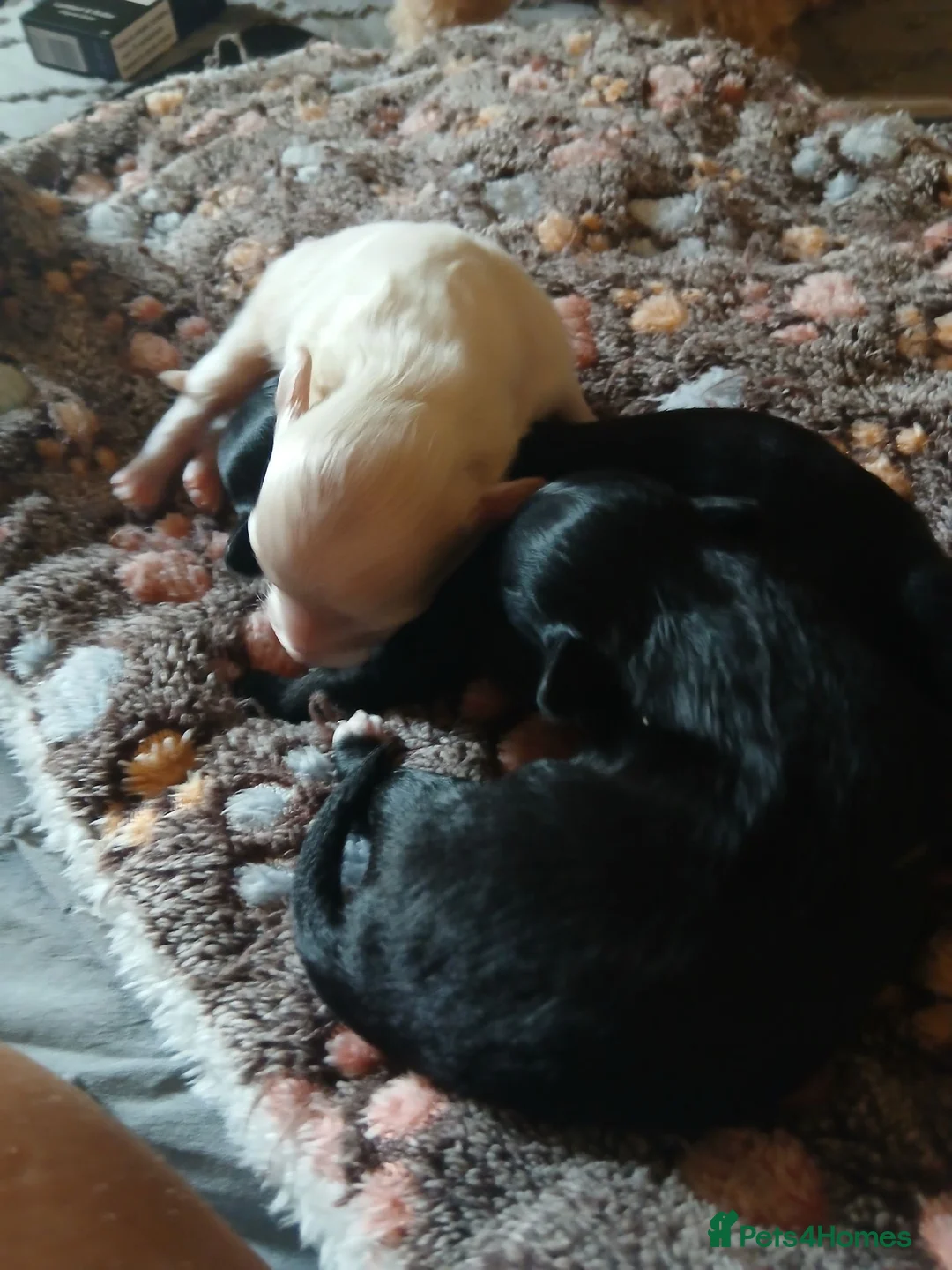 Chipoo dogs for sale: Chipoo pups for sale  - Advert 24