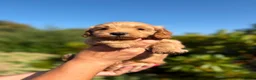 Cockapoo dogs for stud: Stunning Fully Health Tested F2b Cockapoo Proven ! - Advert 9