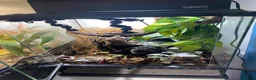 Frog reptiles for sale: Green and black dart frog multi deals - Advert 5
