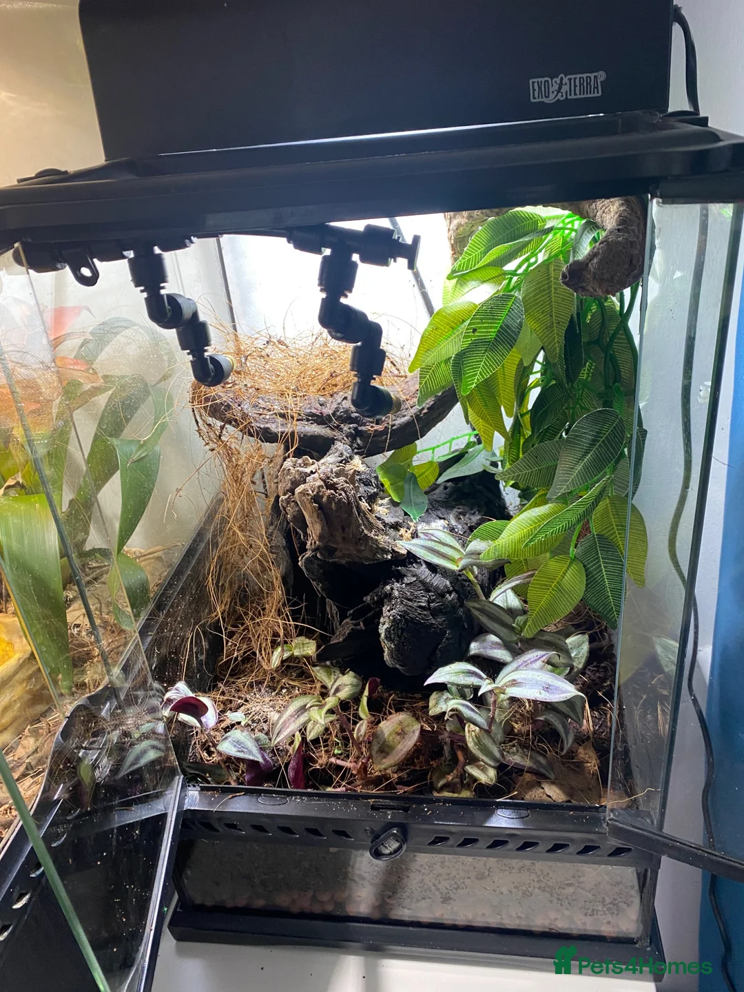 Frog reptiles for sale: Green and black dart frog multi deals - Advert 5