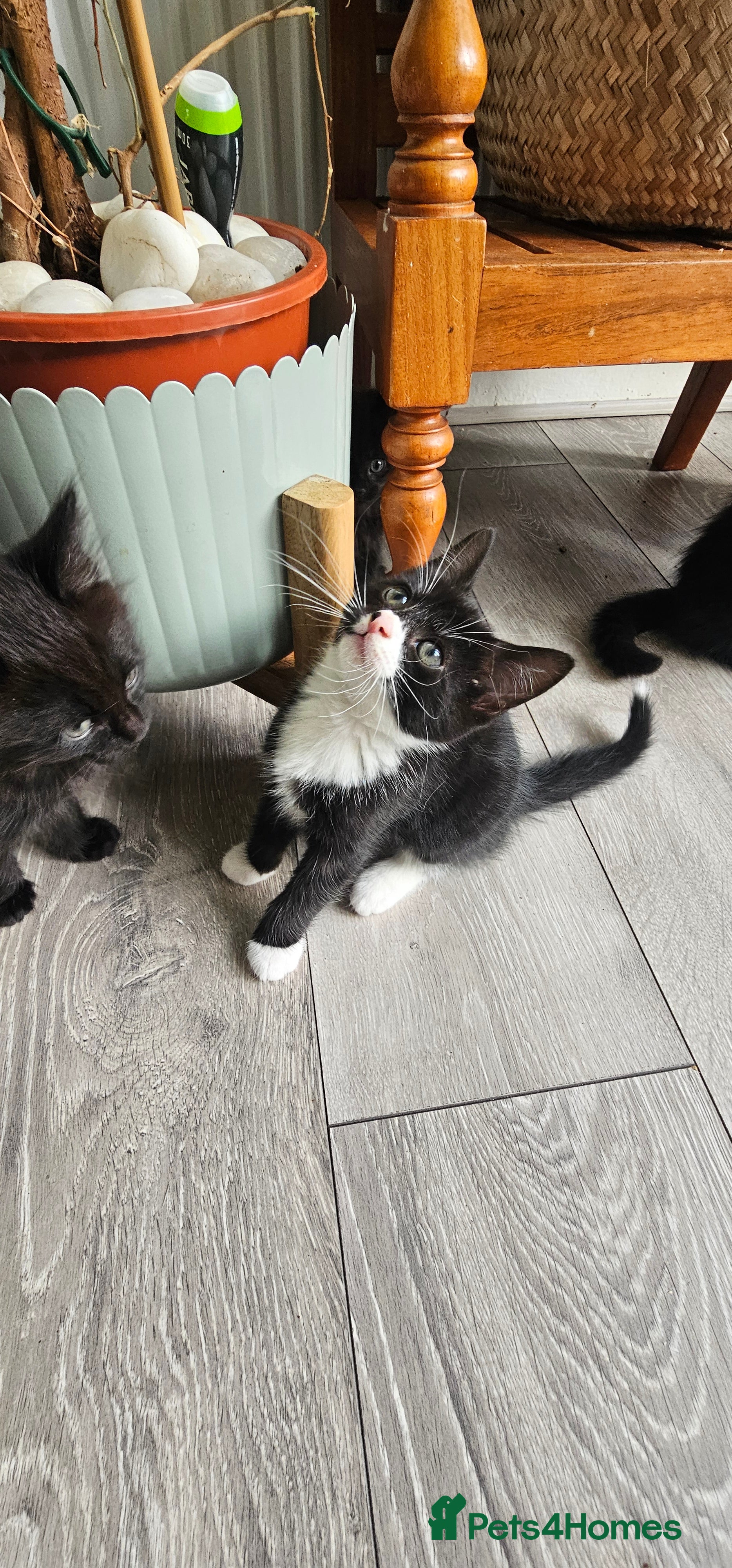 Mixed Breed cats 10 adorable kittens - Advert 2
