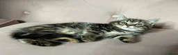 Mixed Breed cats for sale: Part Maine Coon kitten, ready - Advert 7