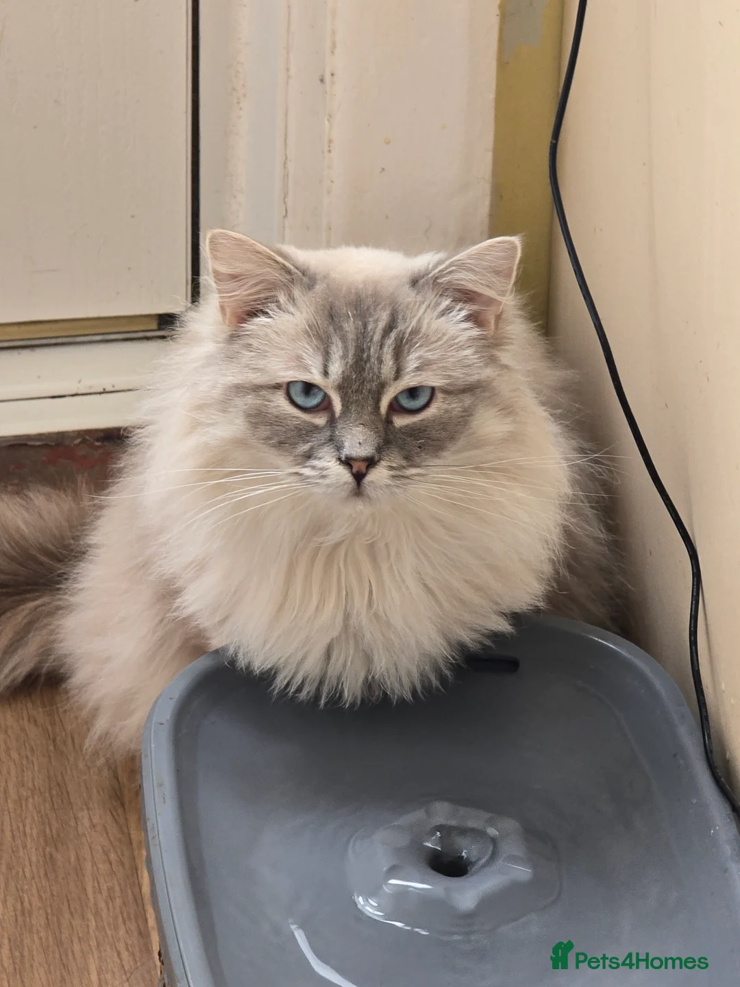 Ragdoll cats for sale: ragboll - Advert 1