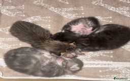 Mixed Breed cats for sale: Mixed breed ragdoll & tabby kittens - Image 20