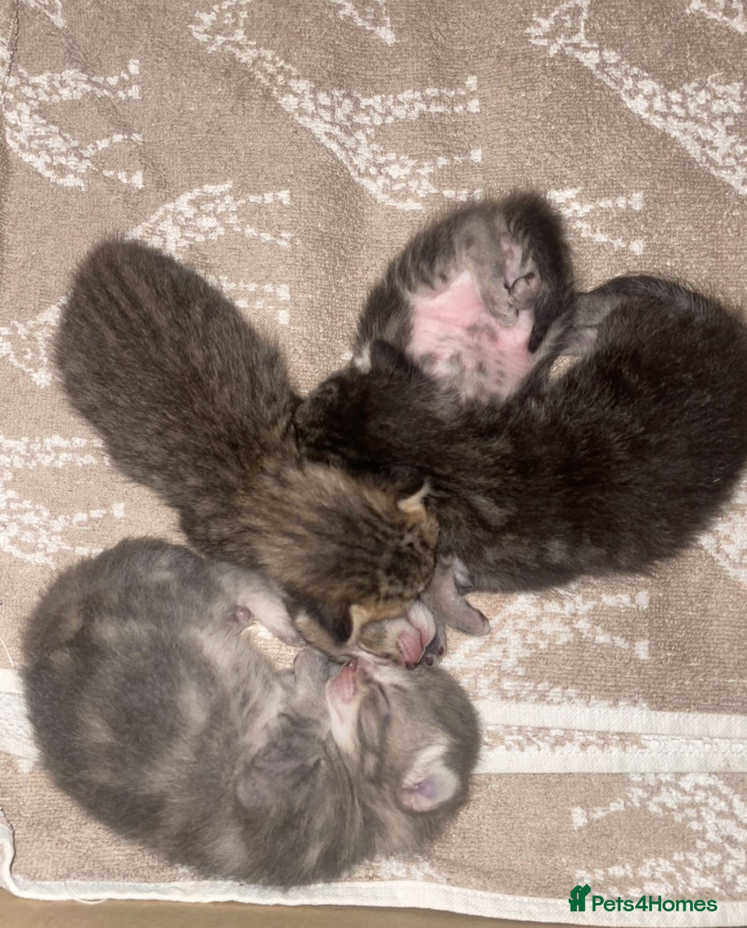 Mixed Breed cats for sale: Mixed breed ragdoll & tabby kittens - Image 20
