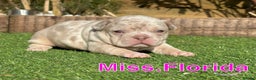 French Bulldog dogs for stud: New shade Isabella Merle fluffy carrier  in Hastings - Advert 19