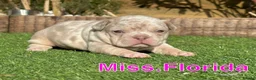French Bulldog dogs for stud: New shade Isabella Merle fluffy carrier  in Hastings - Advert 19