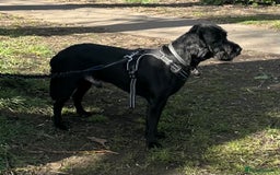 Labradoodle dogs for sale: 3 year old gorgeous Labradoodle boy. - Image 2
