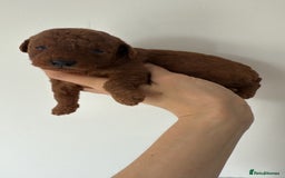 Labradoodle dogs for sale: 5 amazing HT red multi double doodles❤️💙 - Image 10
