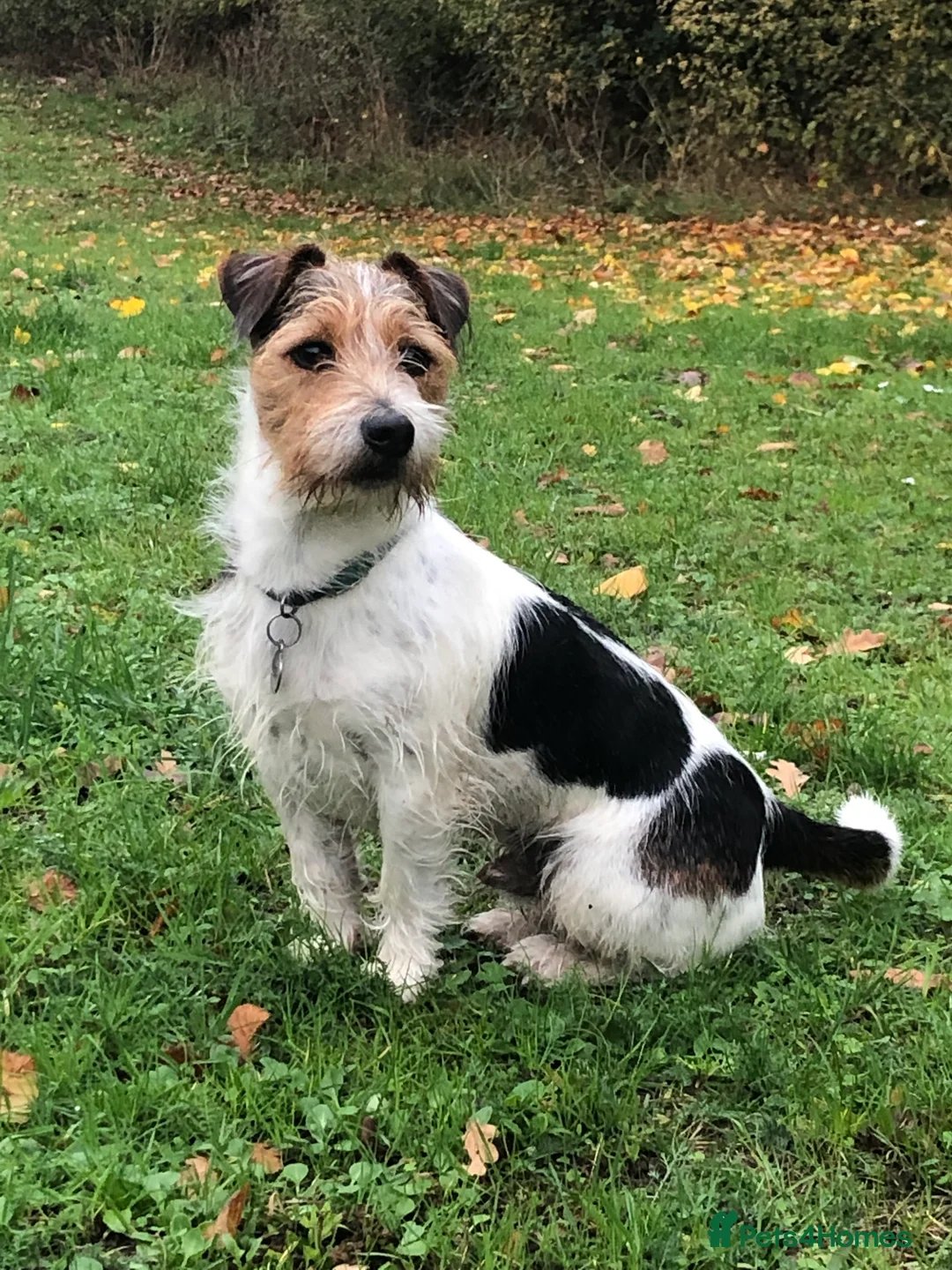Jack Russell dogs for stud: Jack Russell for Stud in Ipswich - Advert 10