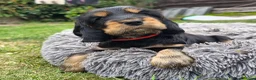 Cocker Spaniel dogs for sale: Pure show line Cocker Spaniel in Manchester - Advert 7