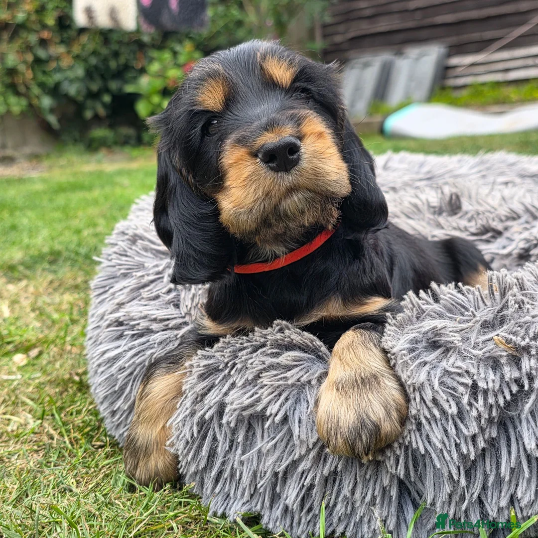 Cocker Spaniel dogs for sale: Pure show line Cocker Spaniel in Manchester - Advert 7