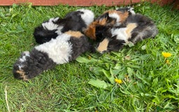Guinea Pig rodents for sale: 4 baby male guinepigs  - Image 5