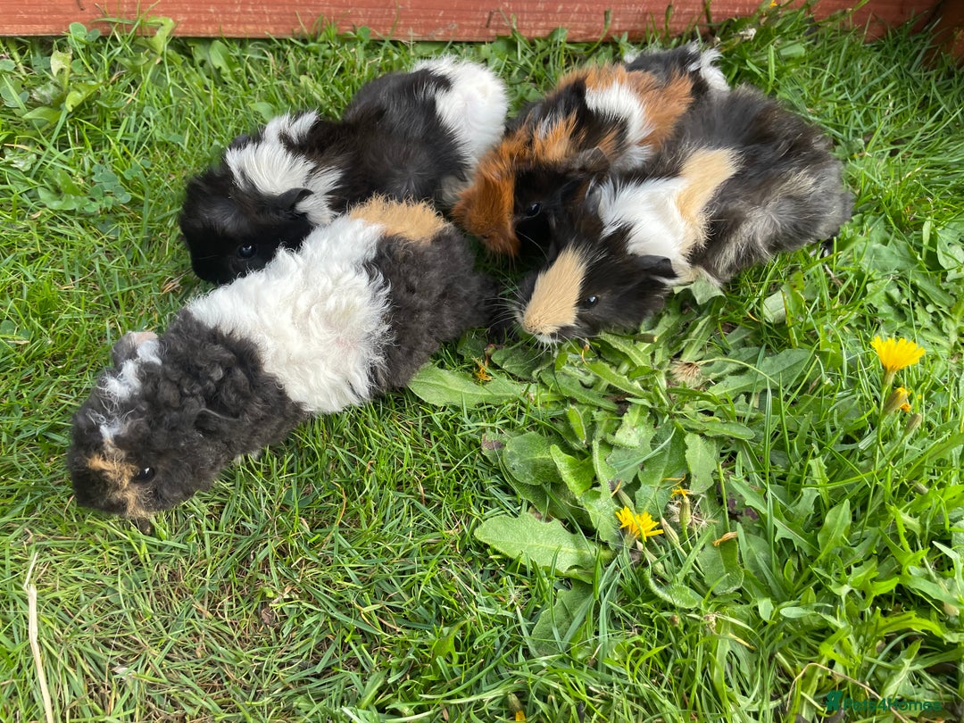 Guinea Pig rodents for sale: 4 baby male guinepigs  - Image 5