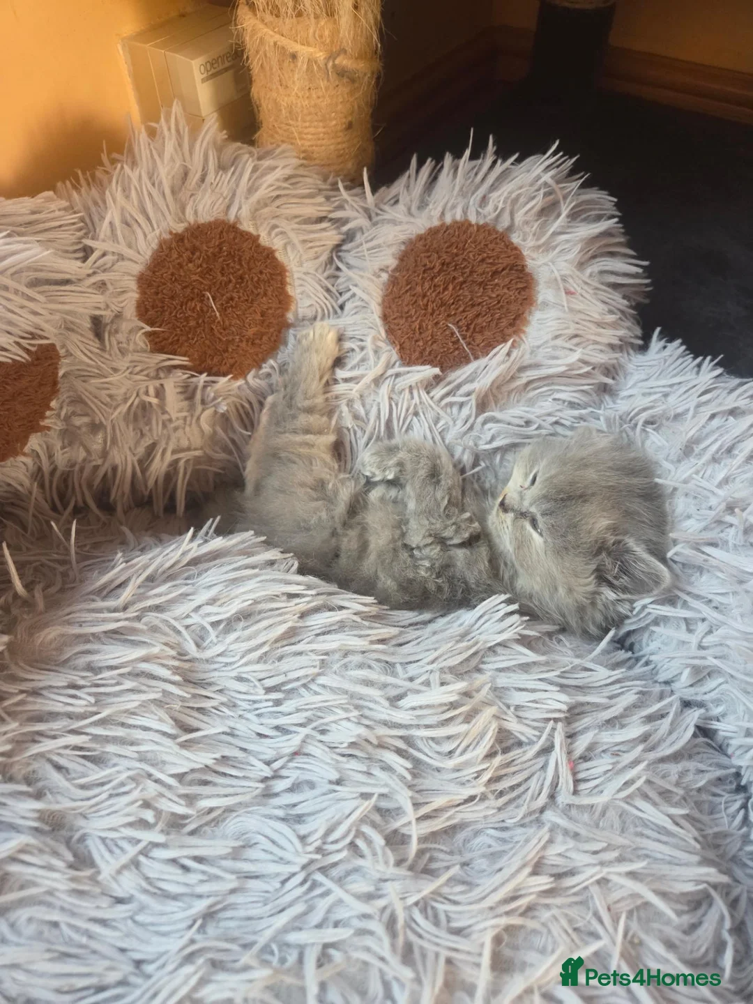 Scottish Fold cats for sale: Scottish fold and straight, girl, boy in Nottingham - Advert 32