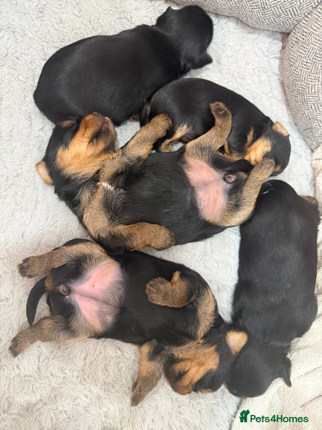 Yorkshire Terrier dogs for sale: YORKSHIRE TERRIER PUPPIES  - Advert 7
