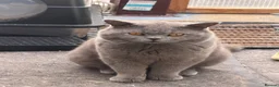 British Shorthair cats for sale:  Adorable kittenBlue British Shorthair  GCCF - Advert 7