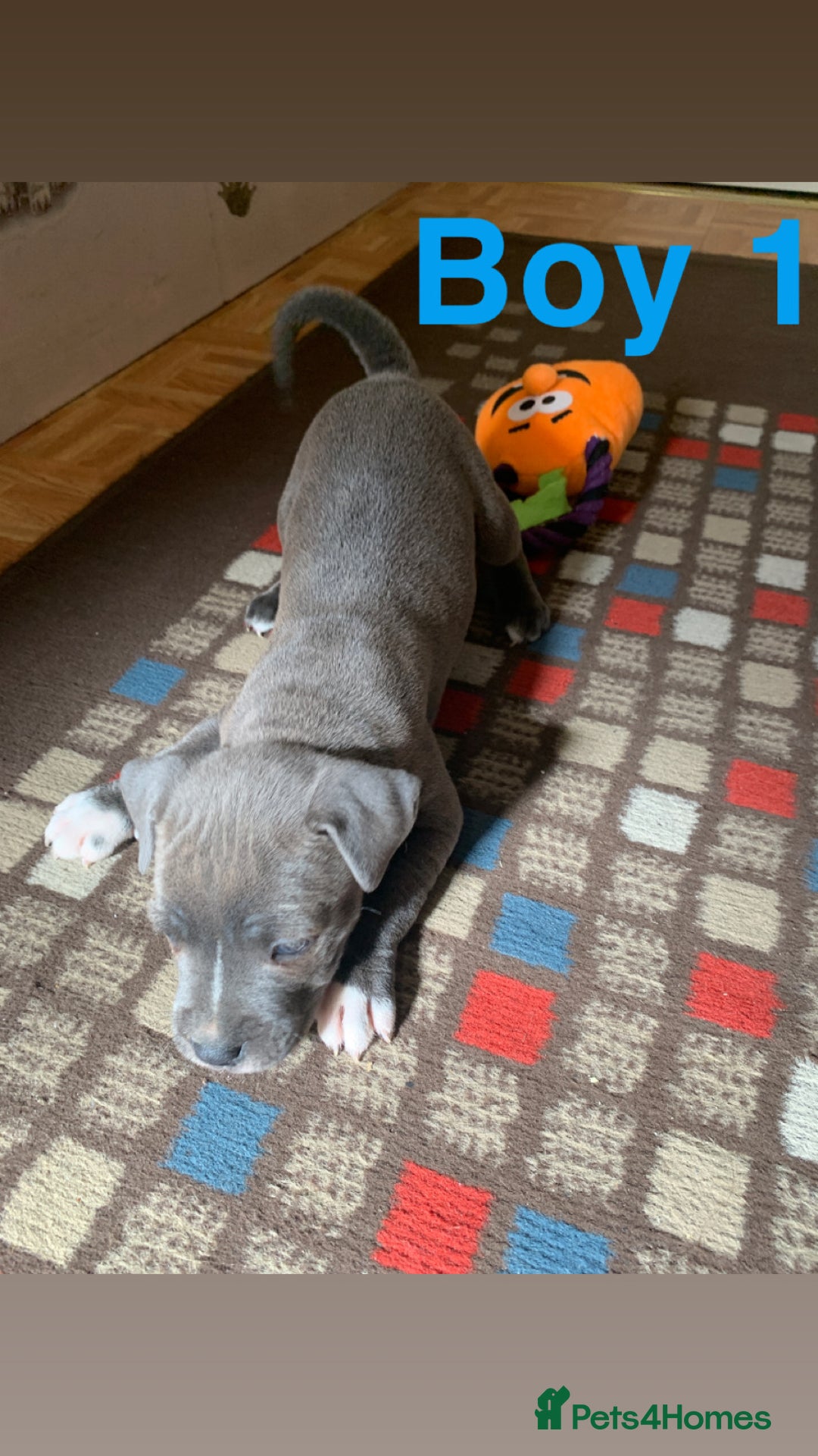 Staffordshire Bull Terrier dogs for sale: RARE BLUE MERLE STAFFORDSHIRE BULL TERRIER PUPPIES - Image 11