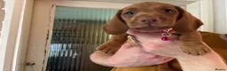 Dachshund dogs for sale: 6 dachshund puppies - 4 boys & 2 girls - Advert 5